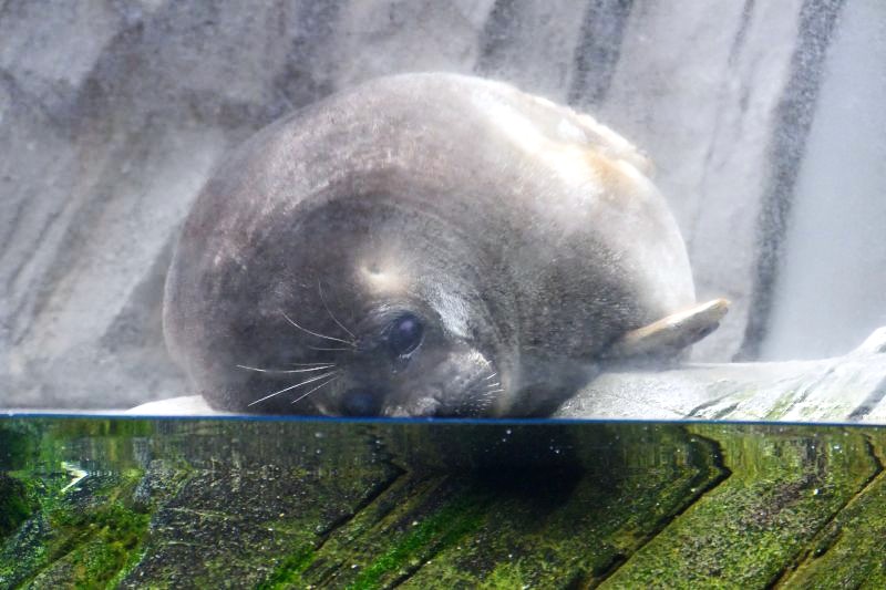 アザラシ