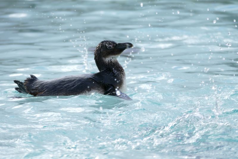 ペンギン