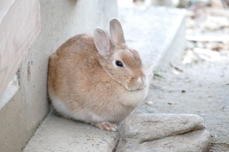 ウサギ